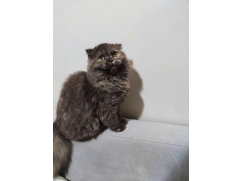 Scottish fold kedime acil yuva aranıyor