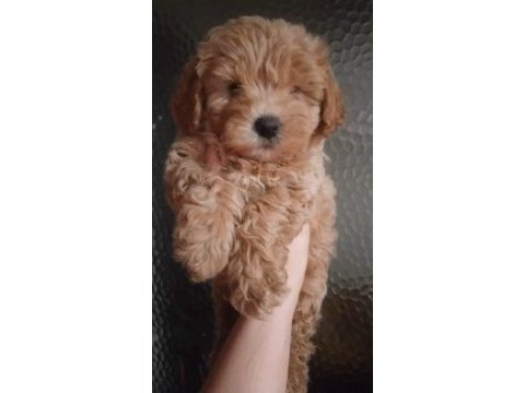 6 erkek ve 2 dişi pet eğitimli maltipoo yavrular