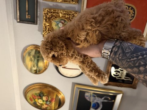 Orjinal toy poodle ırk garantili