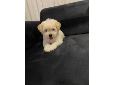Güzel maltipoo bebekler yeni yuvalarını arıyor