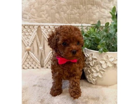 Secereli anne babadan %100 orijinal red toy poodle