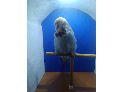 Muhabbet kuşu şov jumbo ankara