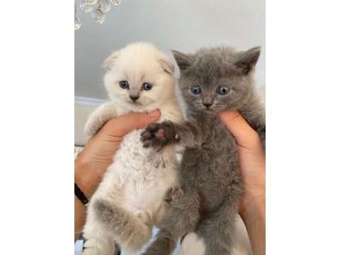 British shorthair bebeklerimiz