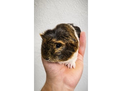 Safkan coronet yavru ginepig