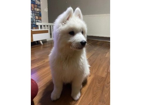 Dünyanın en tatlı köpekleri samoyed