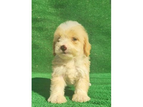 Maltipoo erkek ve dişi bebegim