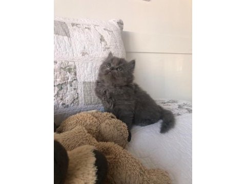 2 aylık dişi british longhair yavrumuza yuva arıyoruz