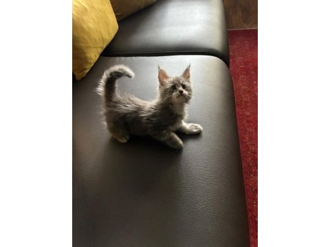 Ankaranın en seçkin sçr li maine coon yavruları