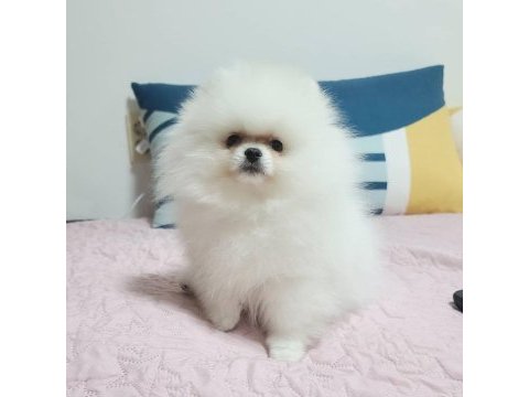 Pomeranian boo yavruları