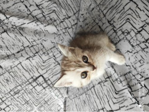 2 adet british shorthair silver grey yavru 45 günlük