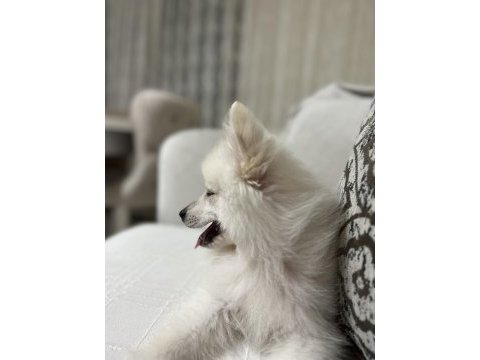 Acil evcil hayvanımı sahiplendiriyorum spitz