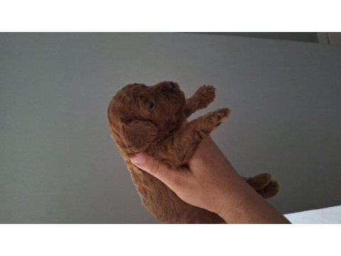Mersin lokumu poodle yavrular bunlar