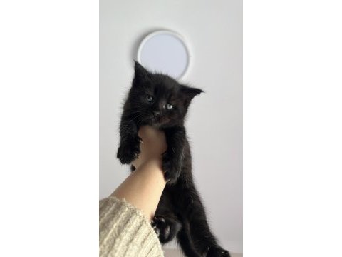 Yuva arıyoruz uzun ömürlü british shorthair