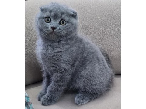 Scottish fold yavrular sahibinden