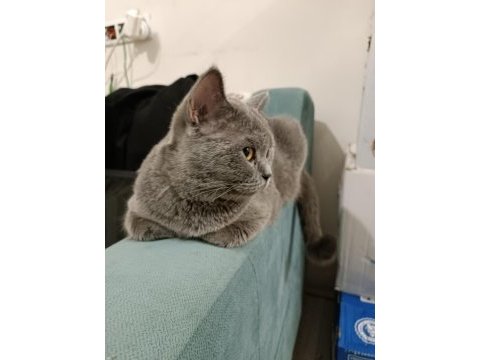 British shorthair kızım miya için aile arıyorum