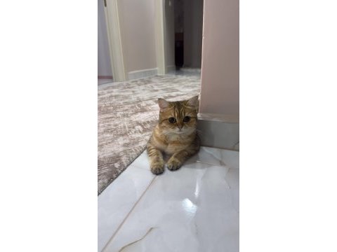 British shorthair golden 11 aylık dişi