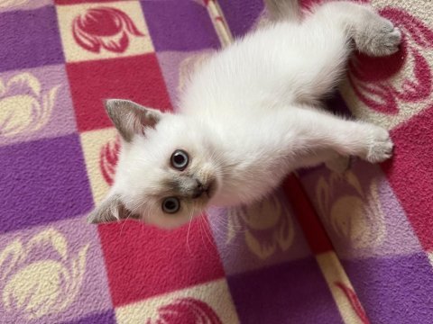 British shorthair yavru