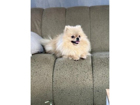 Pomeranian show class 