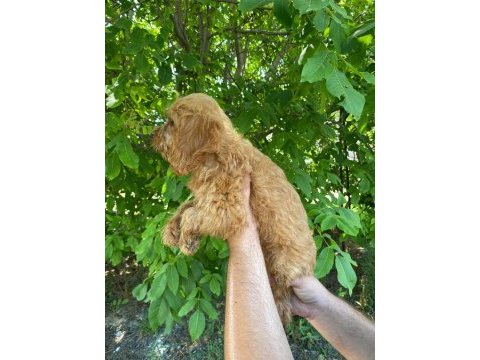 2 aylık erkek dişi maltipoo