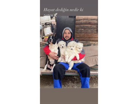 Kar beyaz samoyed yavrular