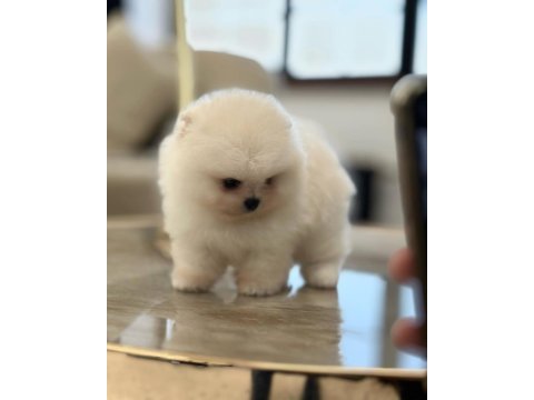 Mükemmel kar beyaz pomeranian boo