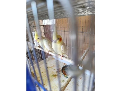 1 yavrusu alınmış takım lutino sultan 1 tane de erkek
