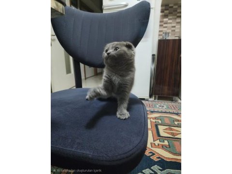 Scottish fold kedimiz