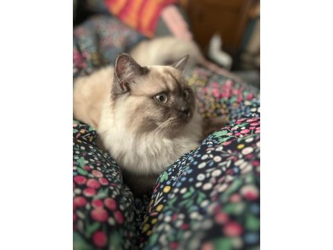 British longhair oğlumuza yeni yuva arıyoruz