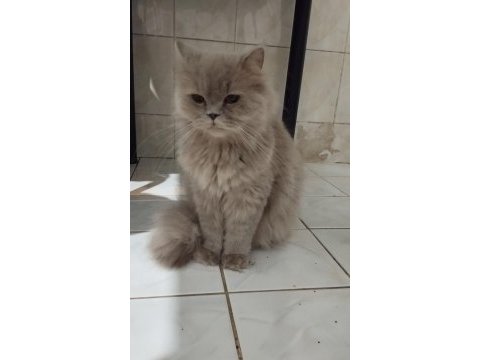 British longhair kedisi