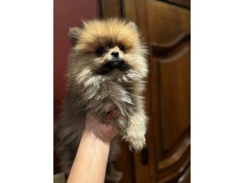 70 günlük pomeranian boo yavrularımız