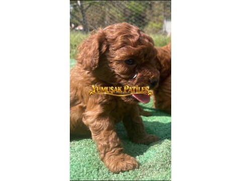 Toy poodle yavrumuz
