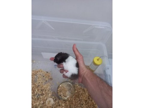 İstanbul içi hamster sahiplendirme