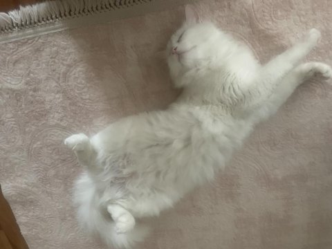 Ankara kedisi