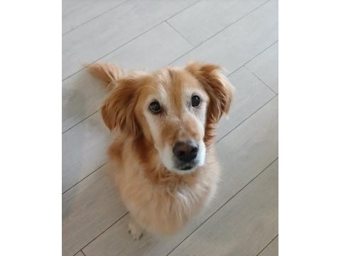 Tatlı bir golden retriever