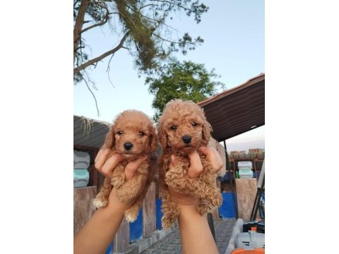 Toy poodle yavrular bir birinden güzel tatlılar