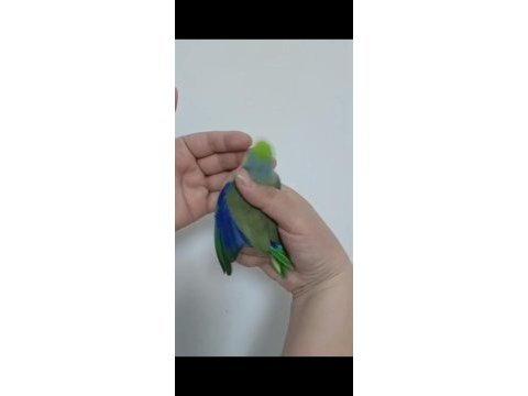 1 yaşında erkek forpus