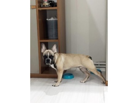 6.5 aylık itaat ve tuvalet eğitimli french bulldog