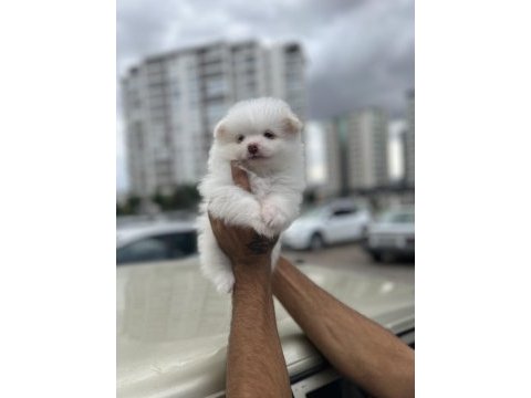 A kalite pomeranian boo bebekler