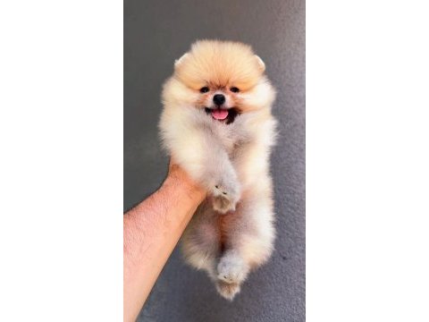 81 ile sağlıklı gönderim pomeranian boo