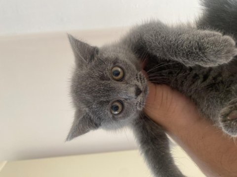 British yavru kedimiz evcil mama yiyor 2.5 aylık