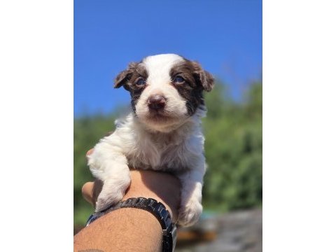 Border collie yavruları