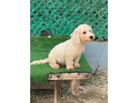 Kar beyaz yavru maltipoo