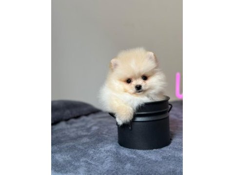 Orjinal pomeranian bebeğimiz