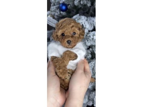 Toy poodle cinsi yavru köpekler