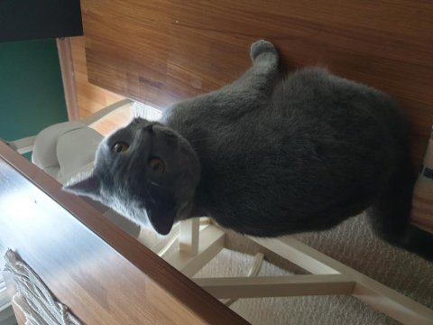 Selam ben british shorthair alis