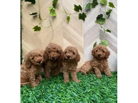 Toy poodle yavru köpekler