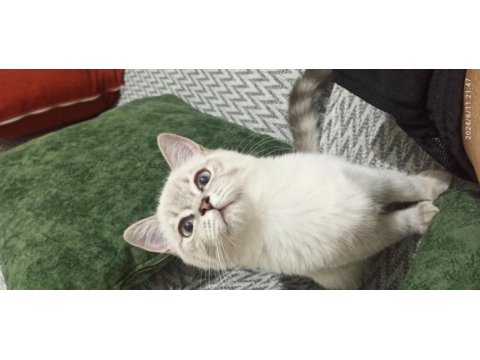 3 aylık mavi gözlü iki adet blue point british shorthair