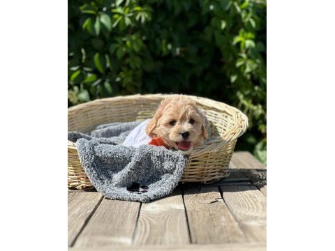 Maltipoo bebekler tüy dökmez