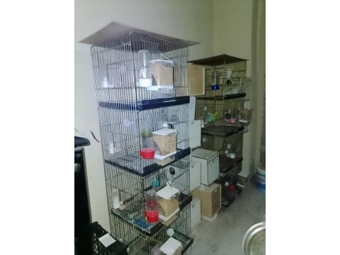 2 adet 4 katlı kafesle beraber kuşlar satılık