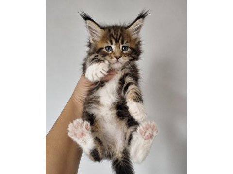 Maine coon dev kediler üst kaliteli